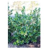 Nellie R Stevens Holly