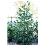 Nellie R Stevens Holly