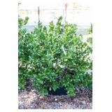 Nellie R Stevens Holly