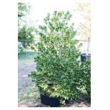 Nellie R Stevens Holly