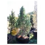 Arnold Sentinel Pine