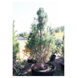 Arnold Sentinel Pine