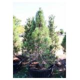 Arnold Sentinel Pine