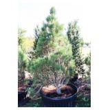 Arnold Sentinel Pine