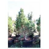 Arnold Sentinel Pine