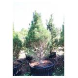 Arnold Sentinel Pine