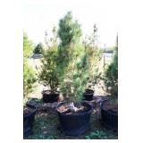 Arnold Sentinel Pine