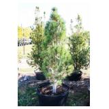 Arnold Sentinel Pine