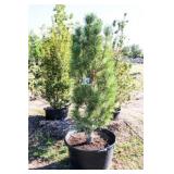 Arnold Sentinel Pine