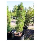 Arnold Sentinel Pine