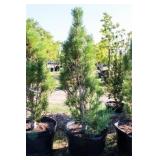 Arnold Sentinel Pine