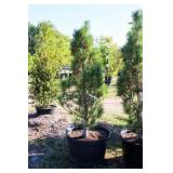 Arnold Sentinel Pine