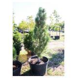 Arnold Sentinel Pine