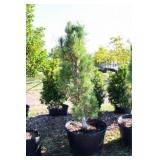 Arnold Sentinel Pine