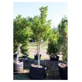 Nellie R Stevens Holly