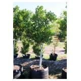 Nellie R Stevens Holly