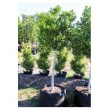 Nellie R Stevens Holly