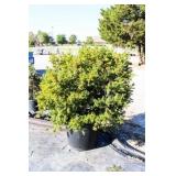 Densiformis Yew Bush