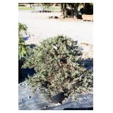 Blue Rug Juniper Ground Cover