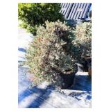 Blue Rug Juniper Ground Cover