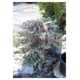 Blue Rug Juniper Ground Cover