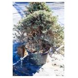 Blue Rug Juniper Ground Cover