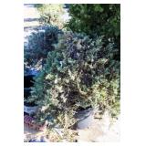 Blue Rug Juniper Ground Cover