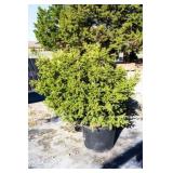 Densiformis Yew Bush