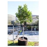 Nellie R Stevens Holly