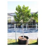 Nellie R Stevens Holly