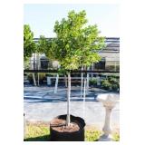 Nellie R Stevens Holly