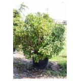 Red Tip Photinia Bush