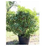 Red Tip Photinia Bush