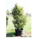 Red Tip Photinia Bush