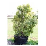 Red Tip Photinia Bush