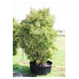 Red Tip Photinia Bush