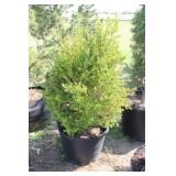 Boxwood