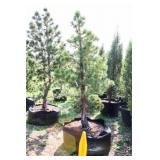Tannenbaum Dwarf Mogel Pine