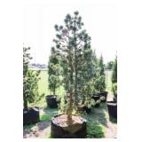 Tannenbaum Dwarf Mogel Pine