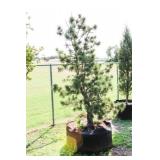 Tannenbaum Dwarf Mogel Pine