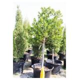 Nellie R Stevens Holly