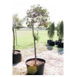 Dwarf Korean Lilac Tree
