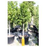 Nellie R Stevens Holly