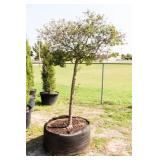 Dwarf Korean Lilac Tree