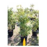 Red Tip Photinia Bush