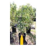 Red Tip Photinia Bush