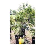 Red Tip Photinia Bush