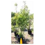 Red Tip Photinia Bush