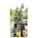 Red Tip Photinia Bush