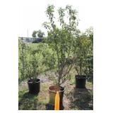 Red Tip Photinia Bush